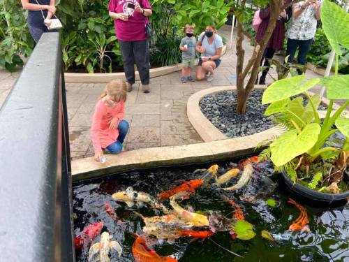 A child feeds koi fish in a pond while adults watch nearby in a lush garden setting.