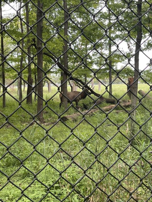 A deer stands among trees and tall grass, viewed through a chain-link fence.
