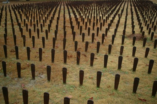 A field of closely spaced, upright markers in a grassy area, creating a pattern on the ground.