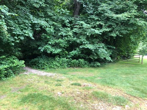 A lush green area with dense trees and shrubs, leading to a path and a wooden fence in the background.