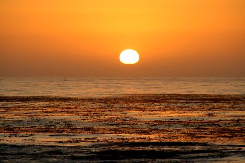 A vibrant sunset over the ocean, casting golden hues on the water and reflecting on the seaweed-covered shore.