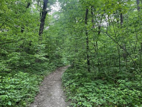 A winding dirt path through a lush green forest, surrounded by dense trees and foliage.