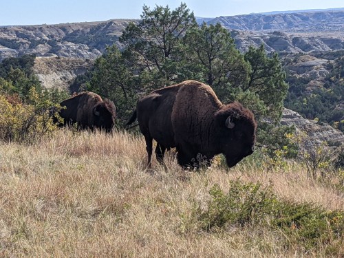 Two bison graze on a grassy hillside with a backdrop of rolling hills and trees.