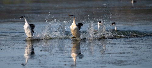Four birds running across the water's surface, creating splashes as they move.