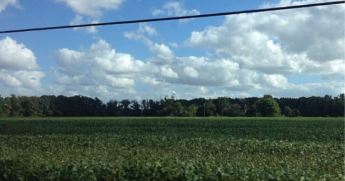 A lush green field under a blue sky with fluffy white clouds and trees in the background.