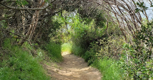A narrow dirt path surrounded by lush greenery and arching branches, leading into a serene, wooded area.