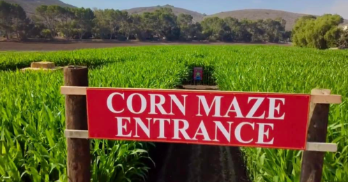 A bright red sign reading "CORN MAZE ENTRANCE" in front of a lush green cornfield with hills in the background.