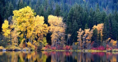 Vibrant autumn trees reflect in a calm lake, surrounded by dense evergreen forest.