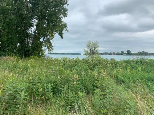 A serene lakeside view with lush green vegetation and overcast skies in the background.