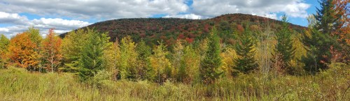A vibrant landscape of trees in autumn, showcasing a mix of green, orange, and red foliage under a cloudy sky.