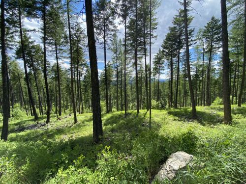 A lush forest scene with tall trees and green undergrowth, under a partly cloudy sky.