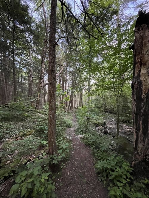 A narrow path winds through a lush green forest, surrounded by tall trees and dense foliage.