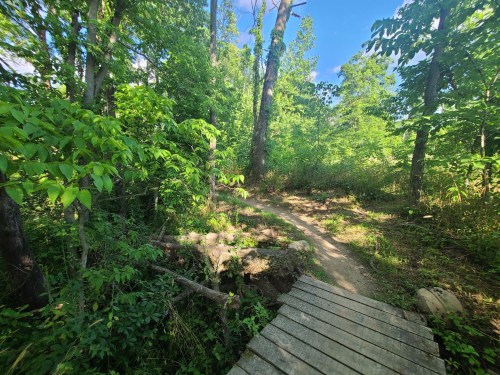 A wooden bridge over a small path surrounded by lush green trees and foliage on a sunny day.
