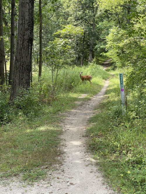 A deer stands on a grassy path surrounded by trees and greenery in a forested area.