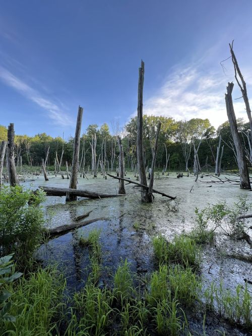A serene wetland scene with dead trees rising from green algae-covered water under a clear blue sky.