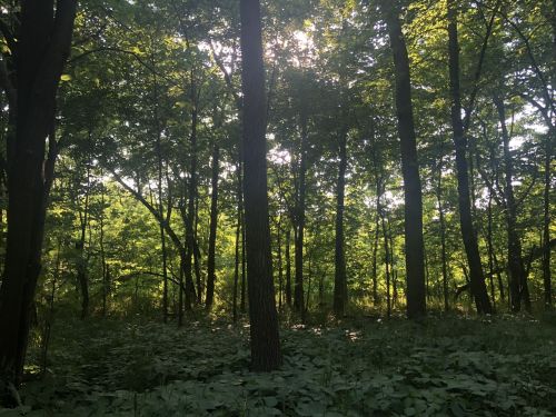 Sunlight filters through a dense forest, illuminating green foliage and tall trees in a serene natural setting.
