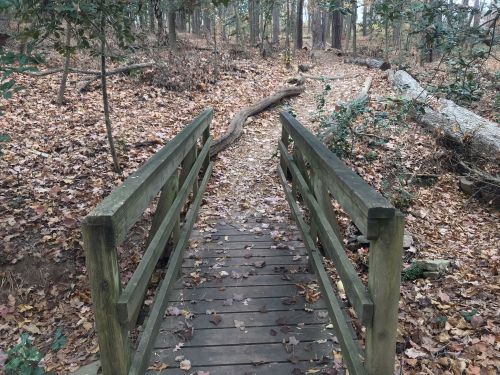 A wooden bridge over a path in a forest, surrounded by fallen leaves and trees.