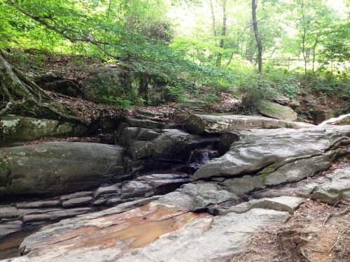 A serene forest scene featuring a rocky stream surrounded by lush green trees and foliage.