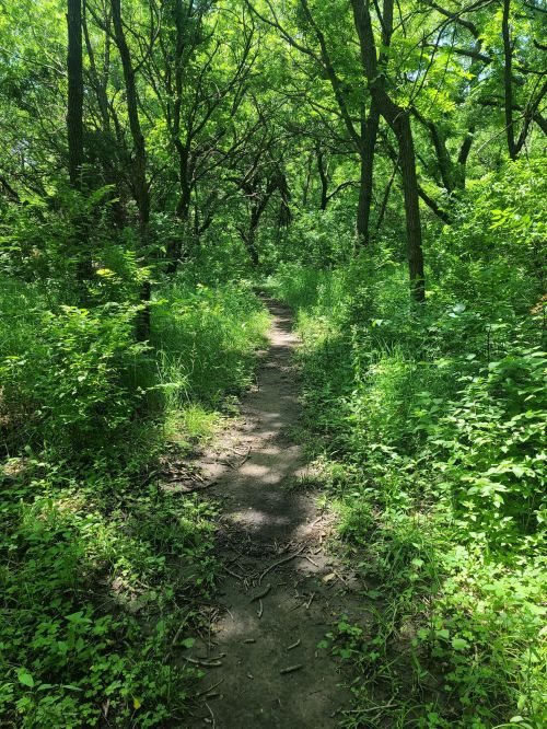 A narrow dirt path winding through a lush, green forest filled with trees and dense vegetation.