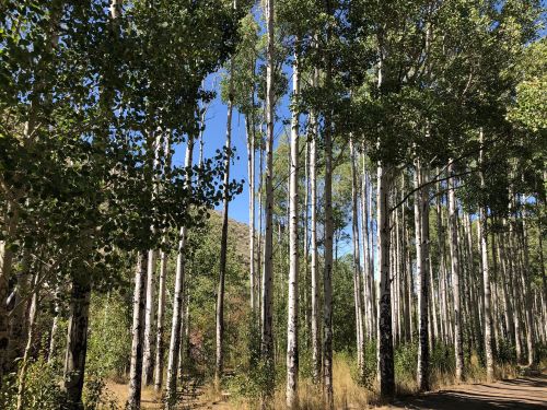 Tall aspen trees line a dirt path, with clear blue skies visible through the green leaves.