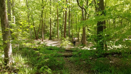 A lush green forest with tall trees and a person walking along a path, surrounded by ferns and sunlight.
