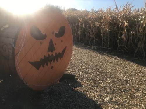 A large wooden pumpkin with a carved face stands beside a cornfield, illuminated by sunlight.