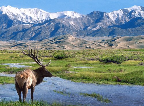 A majestic elk stands by a serene stream, with snow-capped mountains and rolling sand dunes in the background.