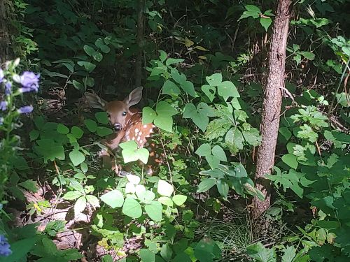 A fawn with white spots peeks through green foliage in a sunlit forest.