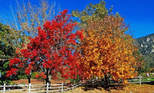 Vibrant red and orange trees stand against a clear blue sky, with a wooden fence in the foreground.