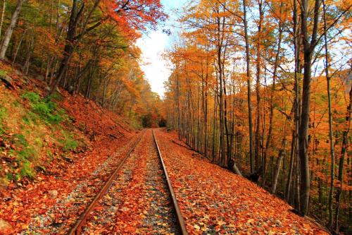 A scenic view of a railway track surrounded by trees with vibrant autumn foliage and fallen leaves.