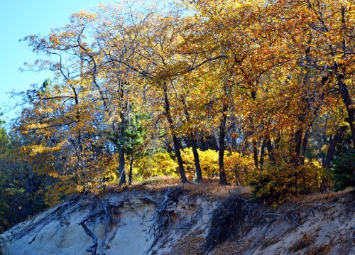 A hillside covered with trees displaying vibrant autumn foliage against a clear blue sky.