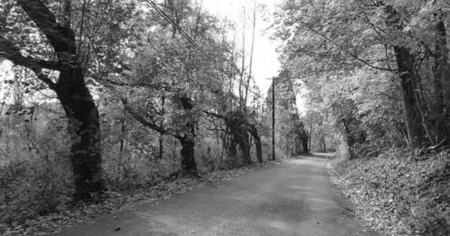 A winding road surrounded by trees in a black and white forest setting.