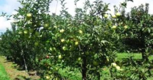 A lush apple orchard with trees bearing green apples under a clear sky.