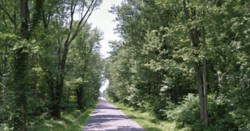 A narrow road lined with tall trees, creating a shaded path through a lush green forest.