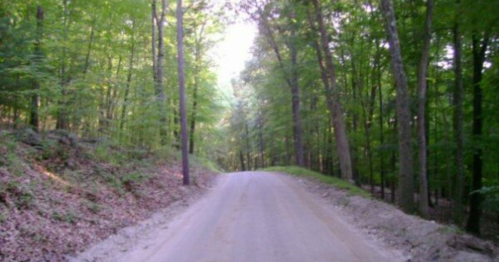 A dirt road winding through a lush green forest with tall trees on either side.