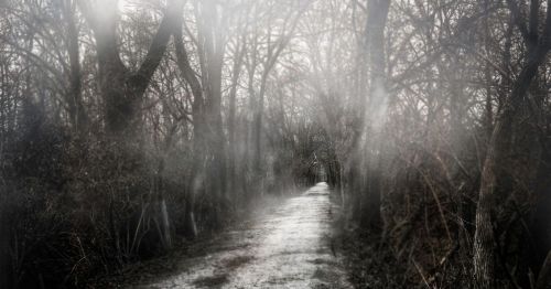 A misty forest path surrounded by bare trees, creating a mysterious and eerie atmosphere.