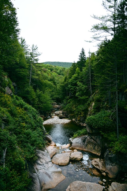 A serene river flows through a lush green forest, surrounded by rocky banks and tall trees under a cloudy sky.