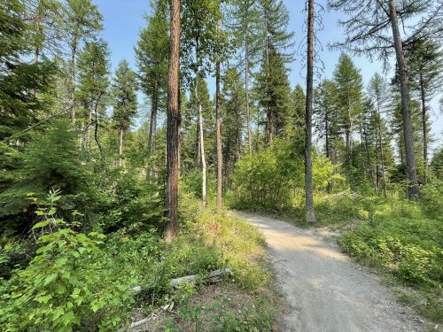 A winding dirt path through a lush green forest with tall trees and clear blue skies.