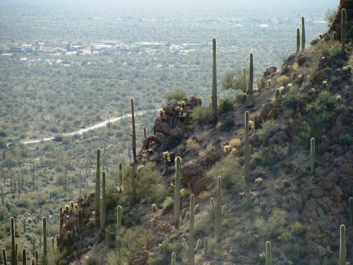 A scenic view of a desert landscape with cacti on a hillside, overlooking a valley and distant buildings.