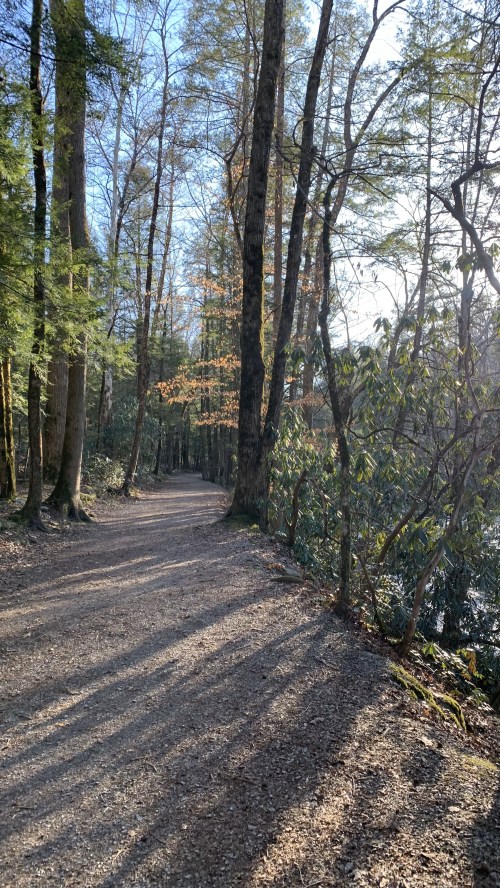 A winding gravel path through a sunlit forest, surrounded by trees and greenery.