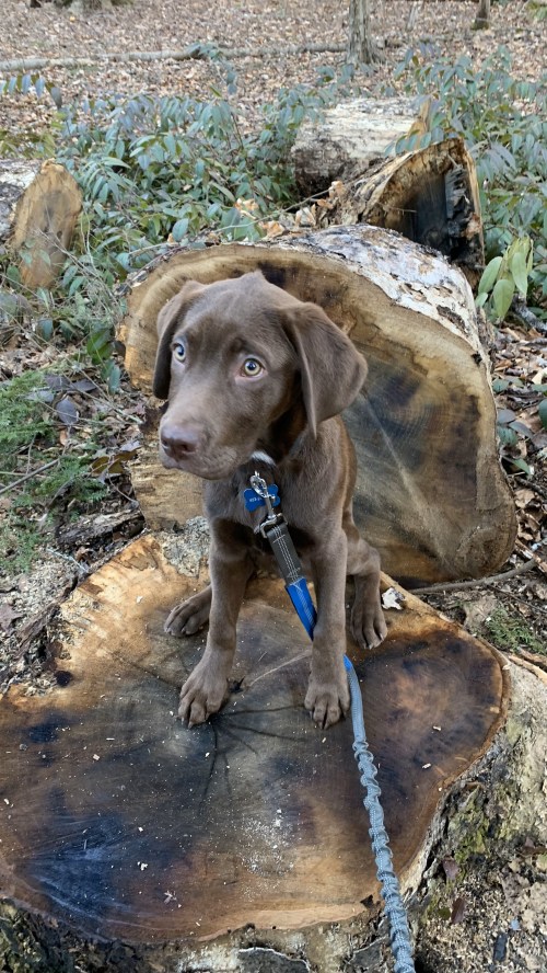 A brown puppy sits on a large tree stump in a forest, looking curiously at the camera.