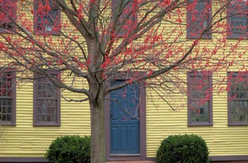 A vibrant yellow house with a blue door, framed by a tree with red berries and green bushes.