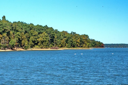 A serene lake bordered by lush green trees under a clear blue sky, with a few swans swimming in the water.