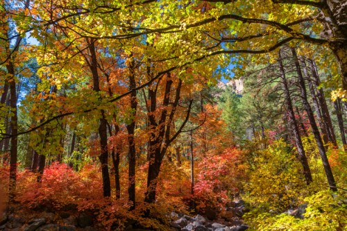 Vibrant autumn foliage in a forest, featuring trees with red, orange, and yellow leaves against a clear blue sky.