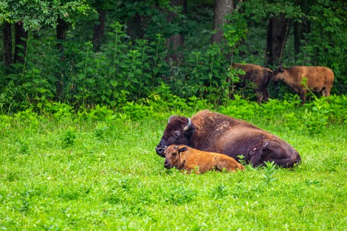 A bison and its calf resting on green grass, surrounded by trees and other bison in the background.