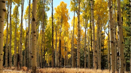 A vibrant forest of tall aspen trees with bright yellow leaves against a clear blue sky.