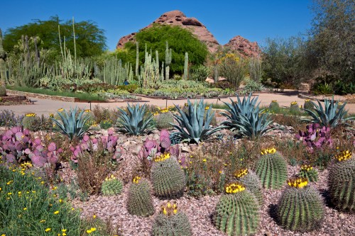 A vibrant desert garden featuring various cacti and succulents, with a mountain backdrop under a clear blue sky.