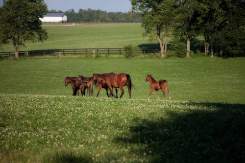 A group of horses, including a foal, grazes in a lush green field with trees and a fence in the background.