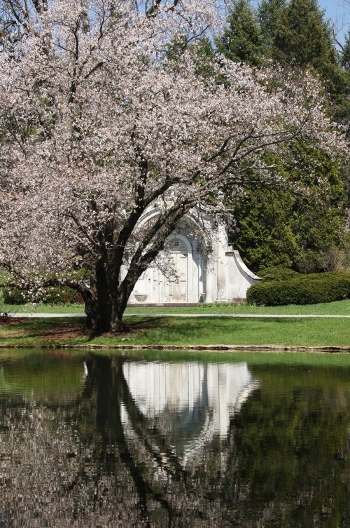 A blooming cherry blossom tree reflects in a calm pond, with a decorative stone structure in the background.
