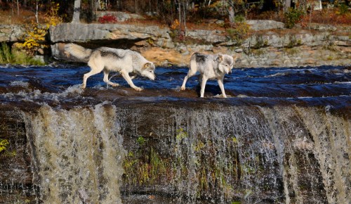 Two wolves walk along the edge of a waterfall, surrounded by autumn foliage and rocky terrain.